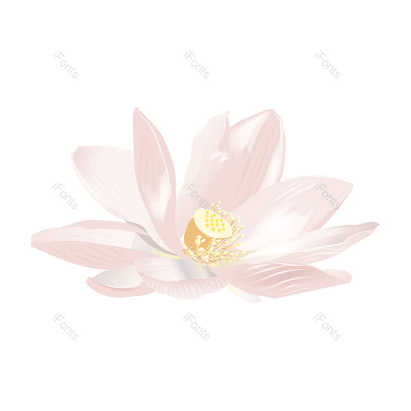 夏天图片,花卉元素,花朵PNG,鲜花免抠素材